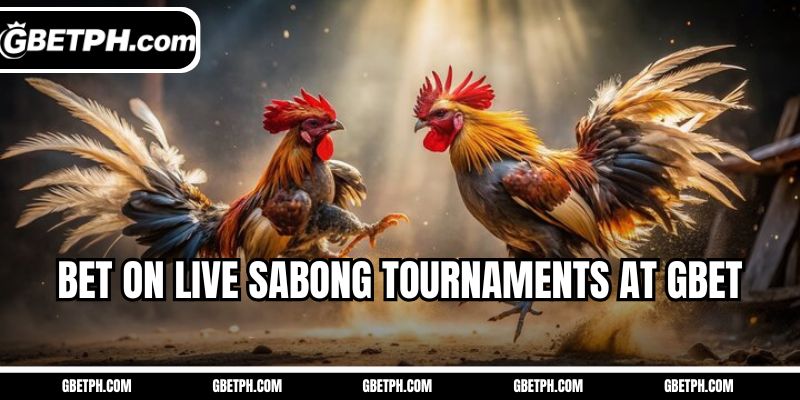 Bet on live Sabong tournaments at Gbet