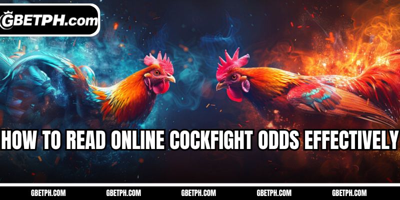 How to read online cockfight odds effectively