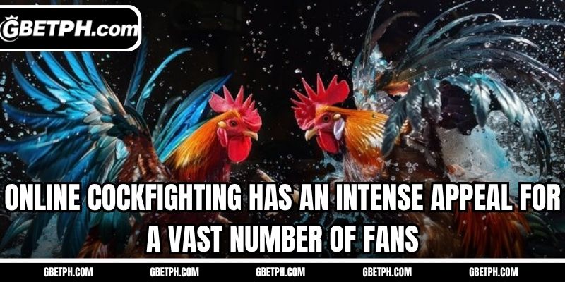 Online cockfighting has an intense appeal for a vast number of fans